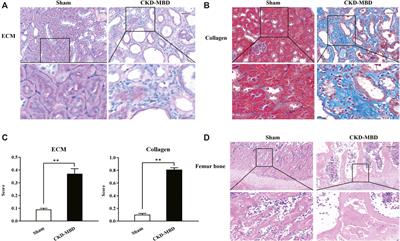 Fucoidan Ameliorates Renal Injury-Related Calcium-Phosphorus Metabolic Disorder and Bone Abnormality in the CKD–MBD Model Rats by Targeting FGF23-Klotho Signaling Axis